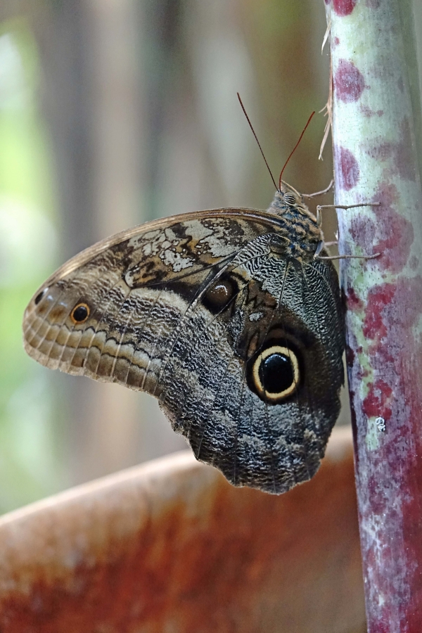 File:Caligo illioneus lepidoptero.jpg - Wikimedia Commons